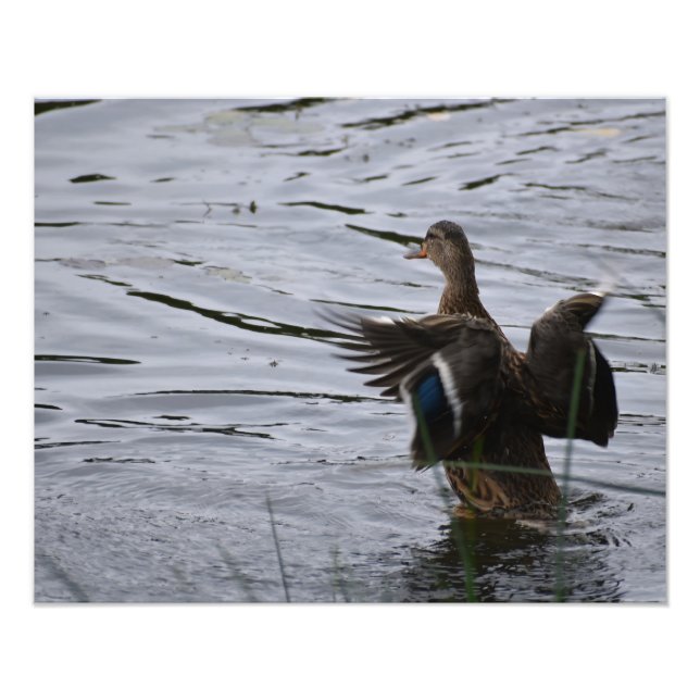 A Mallard duck flapping her wings Photo Print (Front)