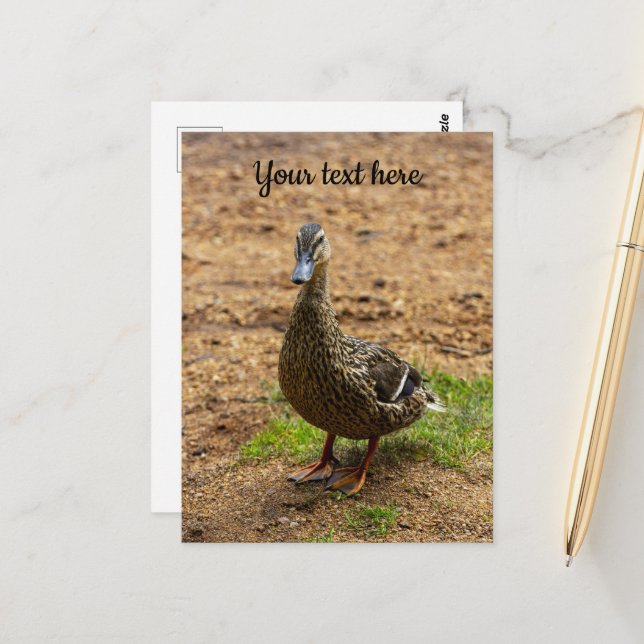 A Mallard Duck Postcard (Front/Back In Situ)
