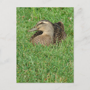 A Mallard Hen Postcard