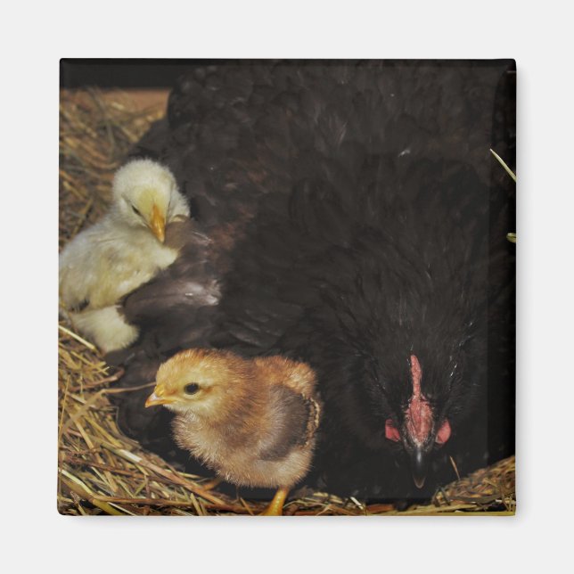 A Mama and Her Chicks Magnet (Front)
