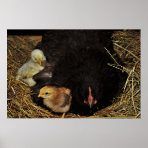A Mama and Her Chicks Poster