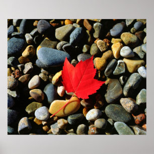 A Maple leaf on a Rock Background Poster
