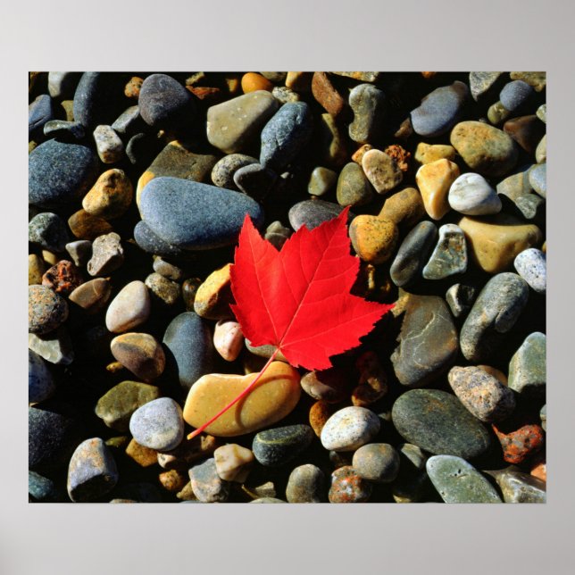 A Maple leaf on a Rock Background Poster (Front)