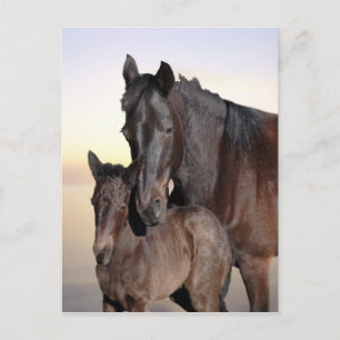 A mare and her baby foal postcard