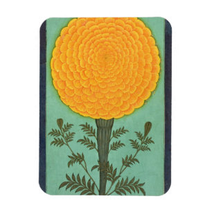 A Marigold, from the Small Clive Album (w/c on pap Magnet