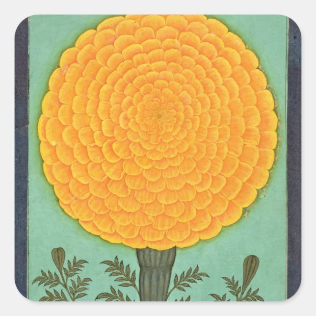 A Marigold, from the Small Clive Album (w/c on pap Square Sticker (Front)