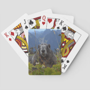 A marmot in Paradise in Mount Rainier National Par Playing Cards