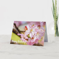 A Marvellous Bunch Of Pink Sakura Flowers In Sprin