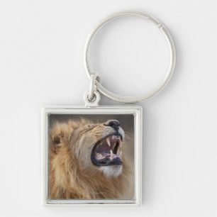 A mature male lion (Panthera leo) in the Savuti Key Ring