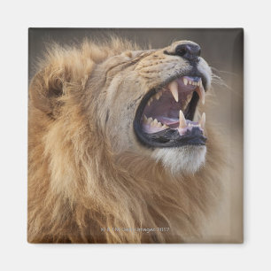 A mature male lion (Panthera leo) in the Savuti Magnet