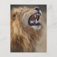 A mature male lion (Panthera leo) in the Savuti