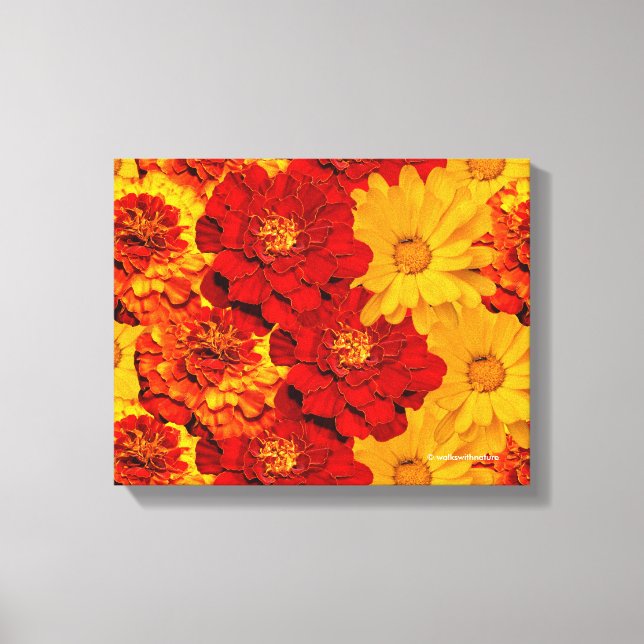 A Medley of Red Yellow and Orange Marigolds Canvas Print (Front)