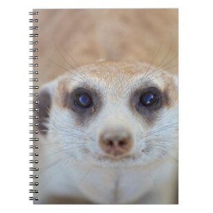 A Meerkat looking up at the camera Spiral Notebook