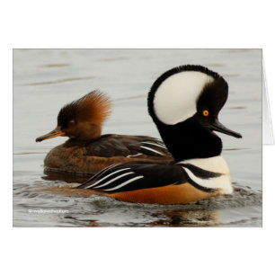 A Meeting of Hooded Mergansers