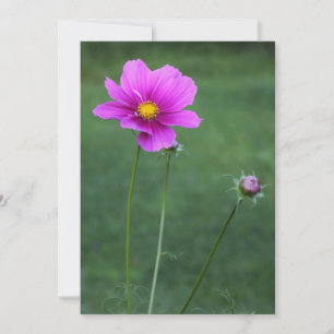 A Mexican Aster