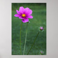 A Mexican Aster