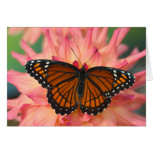 A Mimic Of The Monarch Butterfly