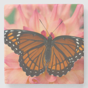 A Mimic Of The Monarch Butterfly Stone Coaster
