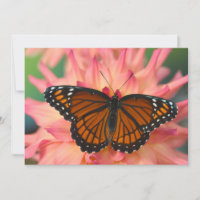 A Mimic Of The Monarch Butterfly