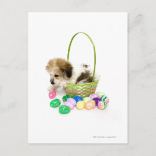 A mixed breed puppy sitting in an Easter basket Holiday Postcard
