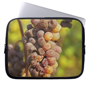 A moldy Semillon grape bunch at Ch Raymond Lafon Laptop Sleeve