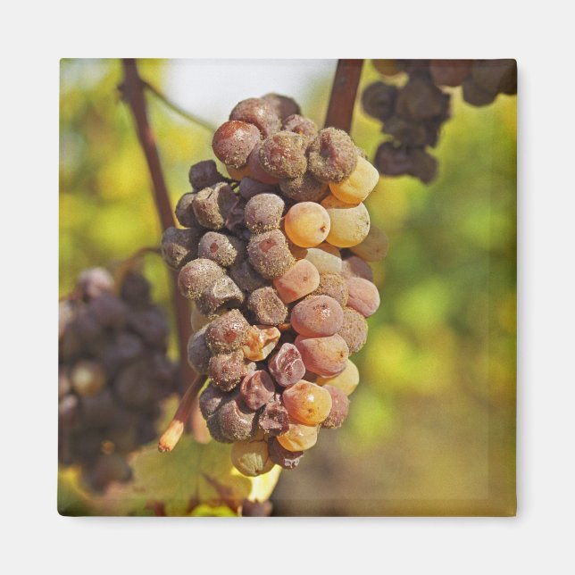 A moldy Semillon grape bunch at Ch Raymond Lafon Magnet (Front)
