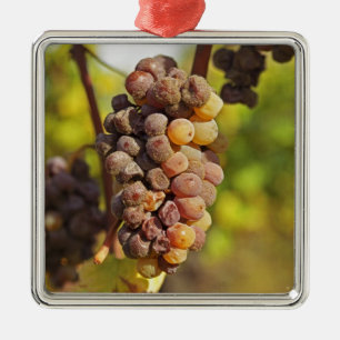 A moldy Semillon grape bunch at Ch Raymond Lafon Metal Tree Decoration