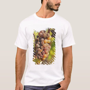 A moldy Semillon grape bunch at Ch Raymond Lafon T-Shirt