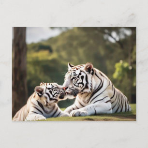 A Moment of Calm – White Tigers Postcard