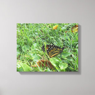 A Monarch Butterfly Canvas Print