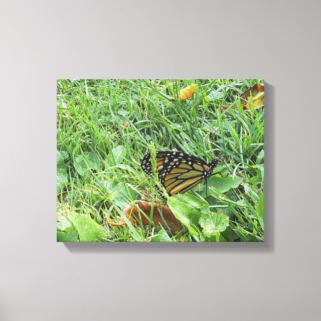 A Monarch Butterfly  Canvas Print (Front)