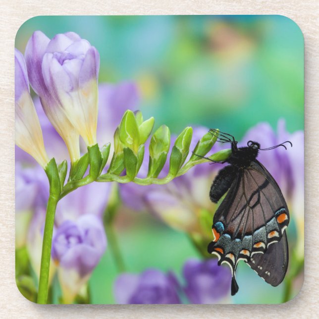 A Monarch Butterfly | Danaus Plexippus Coaster (Front)