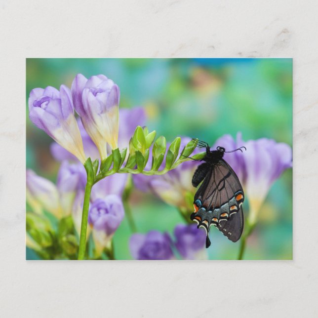 A Monarch Butterfly | Danaus Plexippus Postcard (Front)