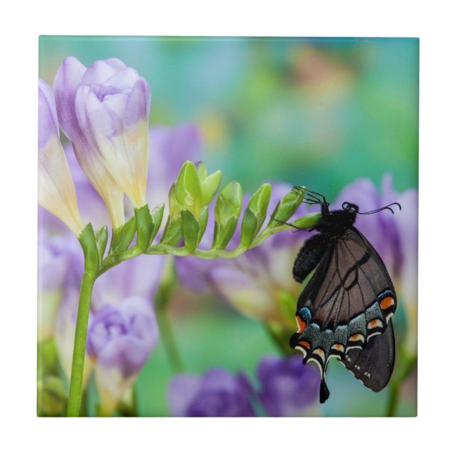 A Monarch Butterfly | Danaus Plexippus Tile (Front)