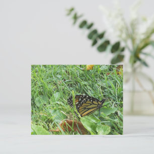 A Monarch butterfly Postcard