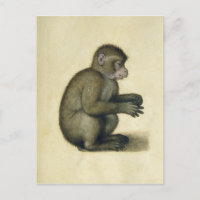 A Monkey