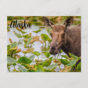 A Moose at Lake Wilson Alaskan Postcard