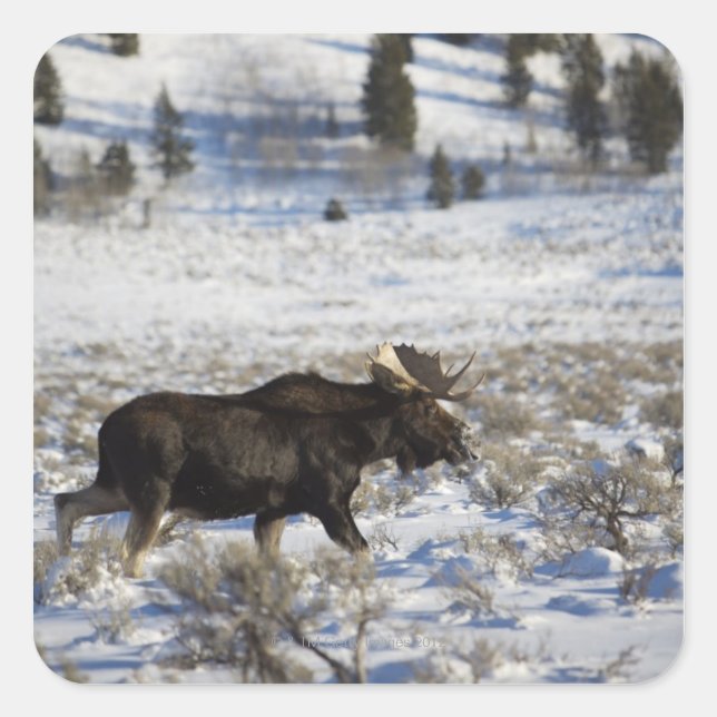 A moose wanders through Moose Junction in Grand Square Sticker (Front)