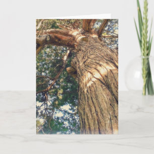 A Most Beautiful Tree Card