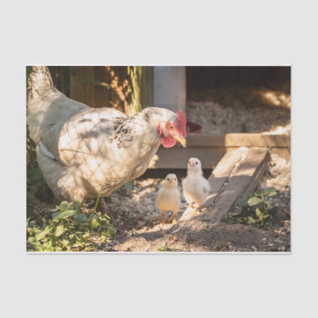 A Mother Chicken With Her Chicks Tissue Paper (Front)