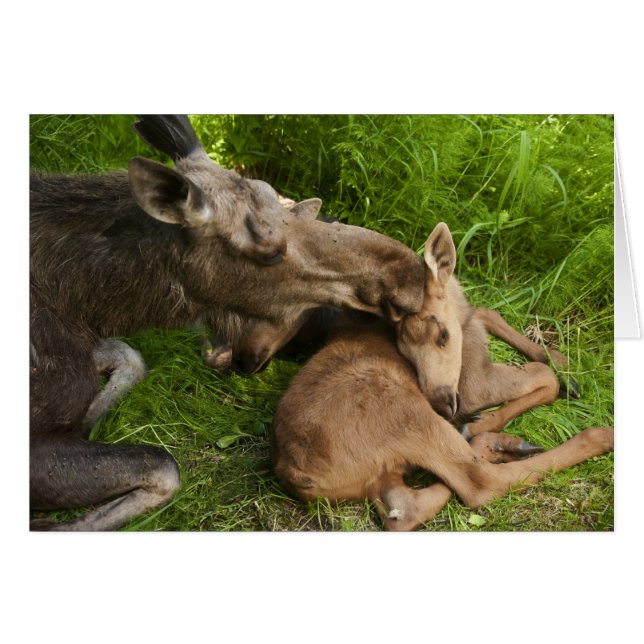 A Mother's Love (Front Horizontal)