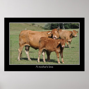 A mother's love, cow licking her calf poster