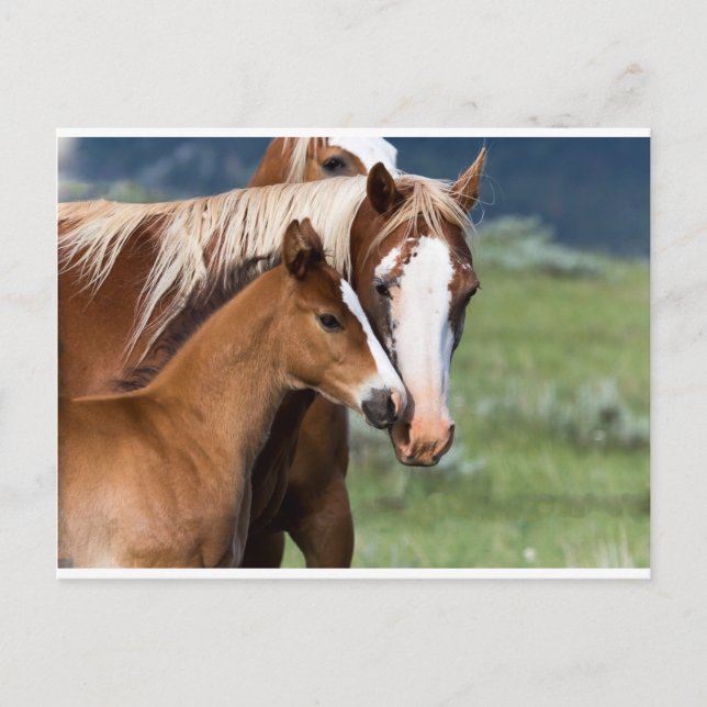 A Mother's Love Postcard (Front)