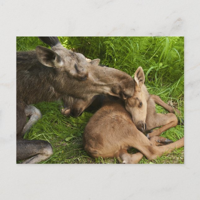 A Mother's Love Postcard (Front)