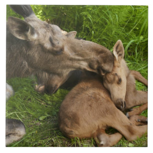 A Mother's Love Tile