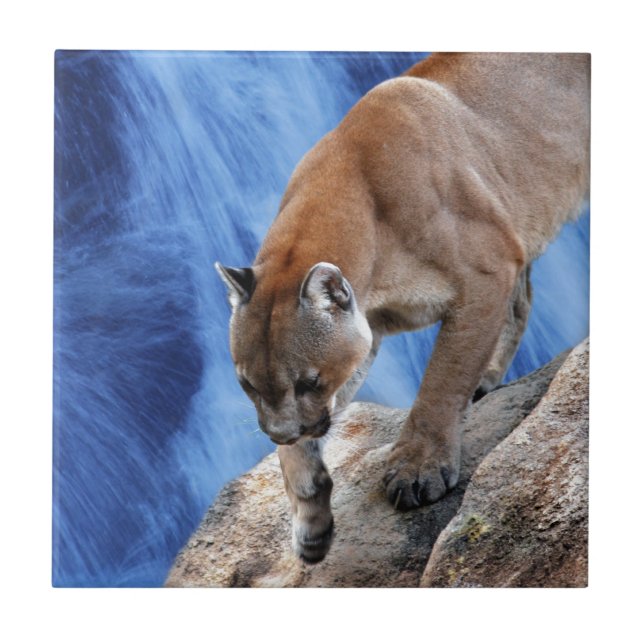 A mountain lion at the waterfall tile (Front)