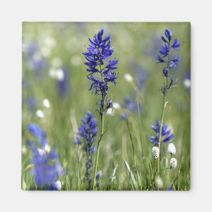 A mountain meadow of wildflowers including magnet