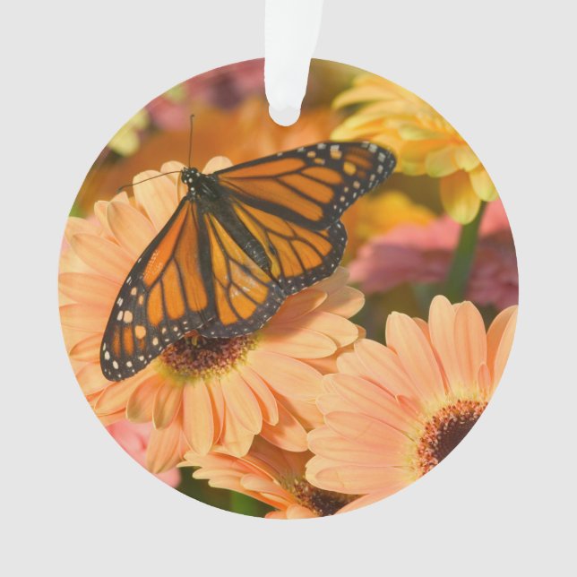 A Mourning Cloak Butterfly Ornament (Front)