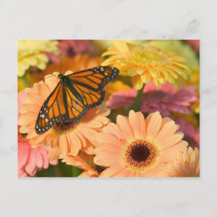 A Mourning Cloak Butterfly Postcard