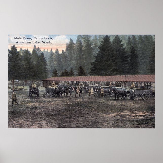 A Mule Team at Camp Lewis Poster (Front)
